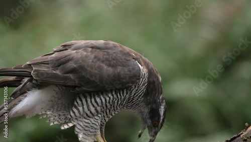Close up static shot of a Northern Goshawk pulling feathers off its kill then shaking them loose from its beak, slow motion photo