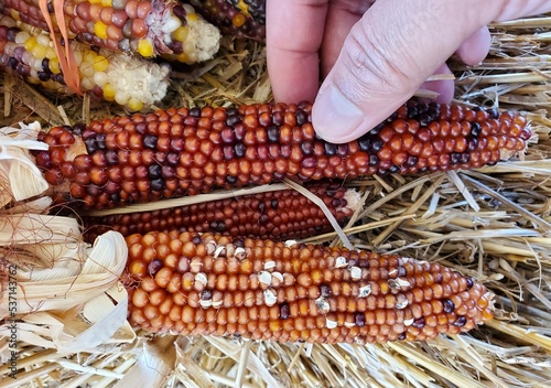 Holding the colorful, tiny and dried mini Indian corns