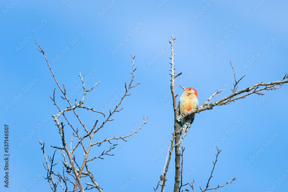 Male Red-bellied woodpecker pirching at a tree branch.Chesapeake and Ohio National Historical Park.Maryland.USA Male Red-bellied woodpecker pirching at a tree branch.Chesapeake and Ohio National Historical Park.Maryland.USA