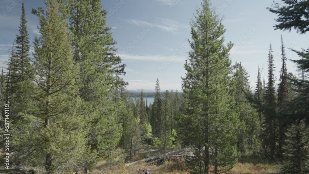 Hiking in Forest Jenny lake Trail, Trees and mountains in Grand Teton National Park Wyoming Hiking in Forest Jenny lake Trail, Trees and mountains in Grand Teton National Park Wyoming