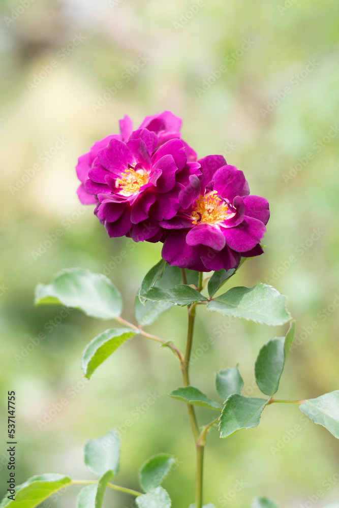 close-up of fresh roses, magenta colored flowers on green summer blurry background, soft-focus close-up of fresh roses, magenta colored flowers on green summer blurry background, soft-focus