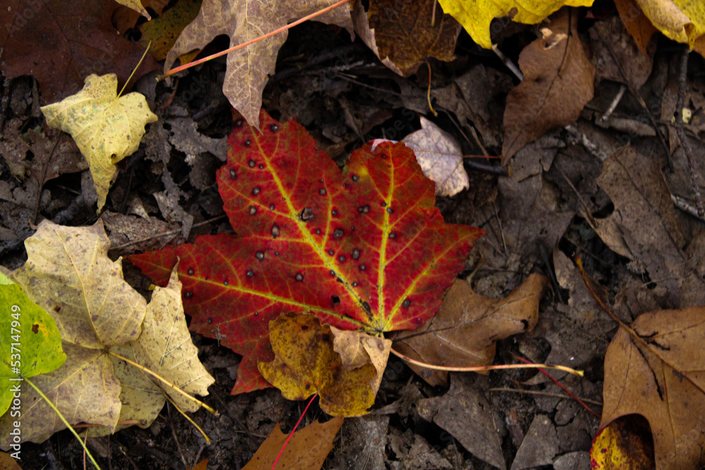 autumn maple leaves autumn maple leaves