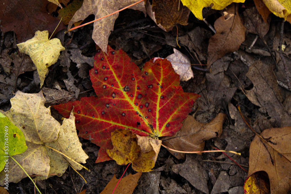 autumn maple leaves