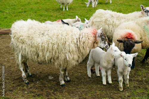 Flock of sheep with lambs in a field 