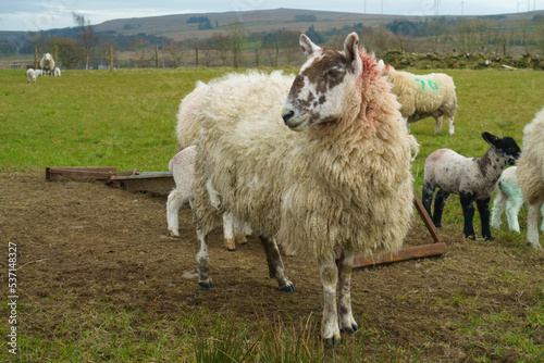 Flock of sheep with lambs in a field 