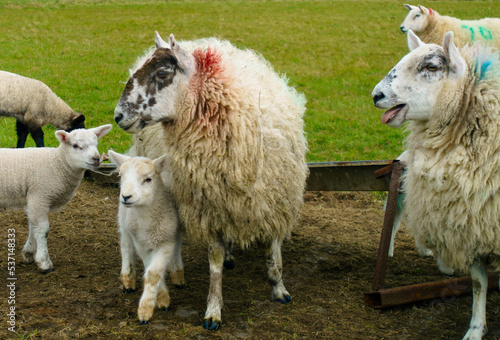 Flock of sheep with lambs in a field 