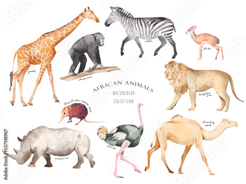 Watercolor hand drawn set with colorful illustration of savannah african animals isolated on white background. Giraffe  zebra  lion  camel  rhinoceros  ostrich. Realistic safari wildlife collection.