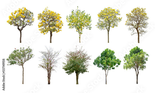 Collection Trees and bonsai green leaves. total 10 trees. The Ratchaphruek tree is blooming bright yellow.