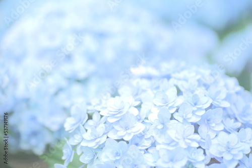 Hydrangeaceae, Spring, Blue