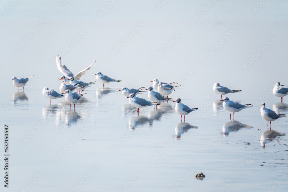 Fototapeta premium Flock of Seagulls, The European herring gull, swims on the calm lake shore