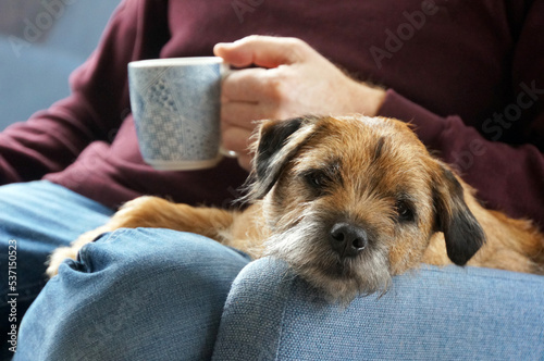 Obraz na plátně A cute border terrier dog sharing a coffee break on a lounge chair with his male owner
