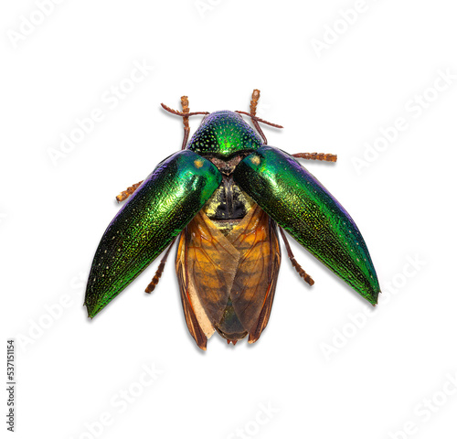metallic wood-boring beetle  top view isolated on white background.
