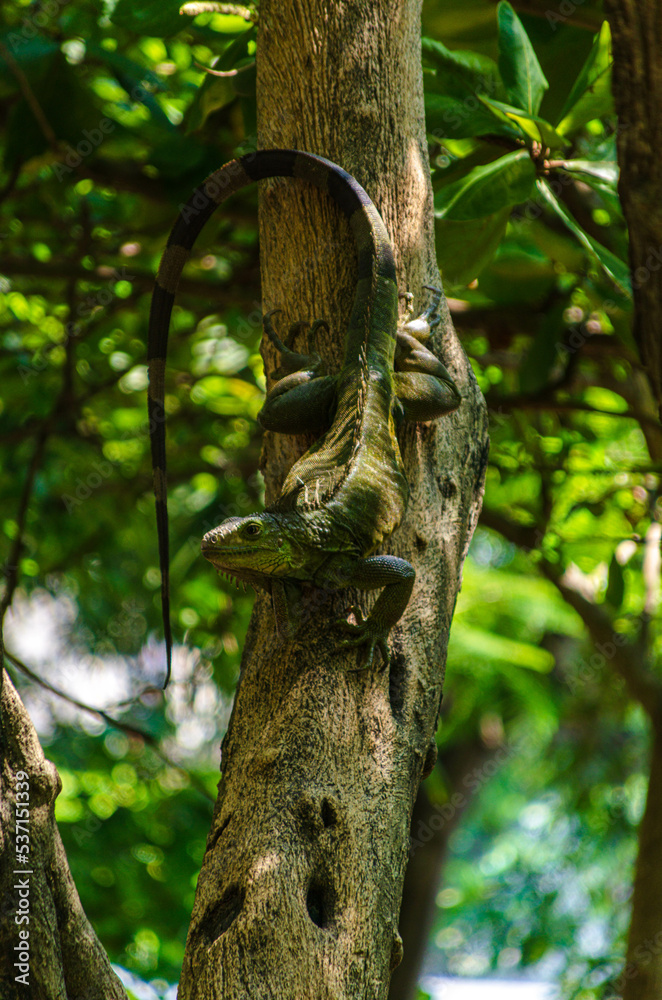 Portrait shot of green iguana climbing down a tree