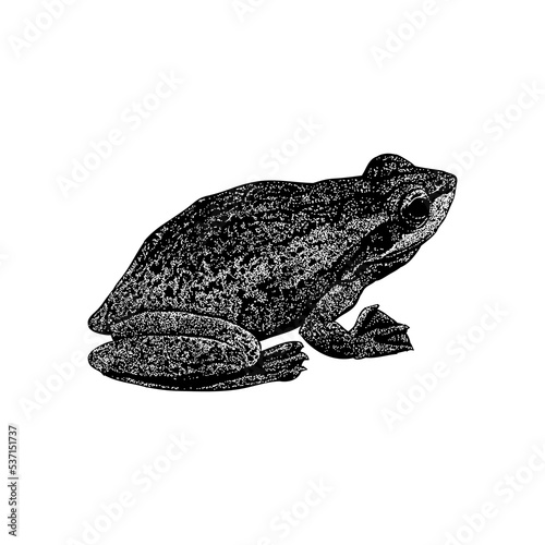 African Tree Toad hand drawing vector illustration isolated on background.