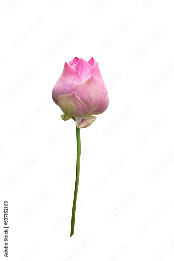 Beautiful pink lotus flower bouquet isolated on white background with copy space and clipping path. Beautiful pink lotus flower bouquet isolated on white background with copy space and clipping path.