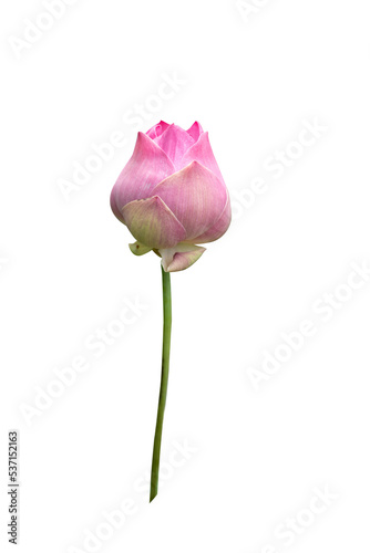 Beautiful pink lotus flower bouquet isolated on white background with copy space and clipping path.