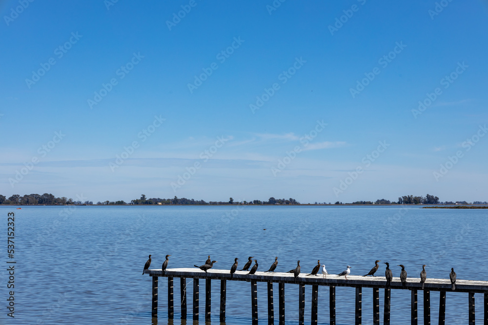Several birds called cormorants on the dock of Laguna de Gomez in Junin sunbathing