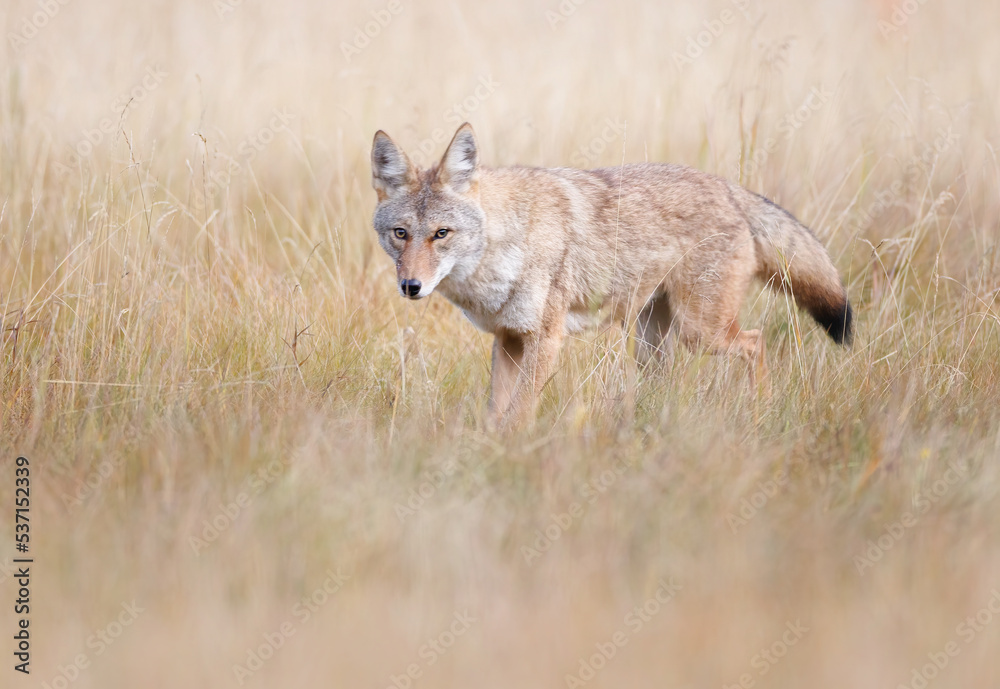 A coyote taken from the side in a field with its eye on a possible prey