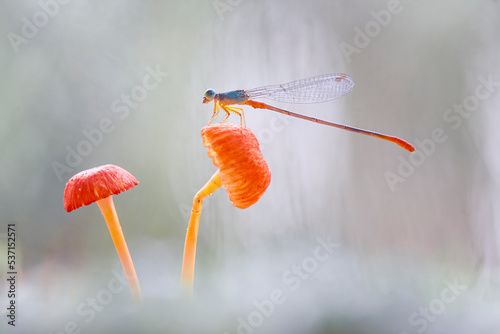 Beautiful dragonfly in a beautiful place