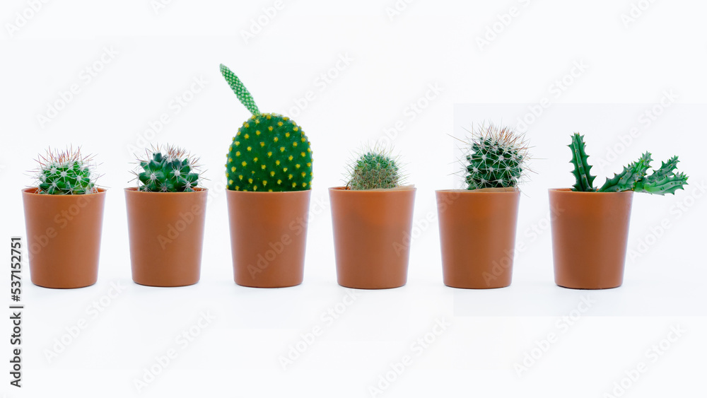 Collection cactus with a brown pot isolated on a white background
