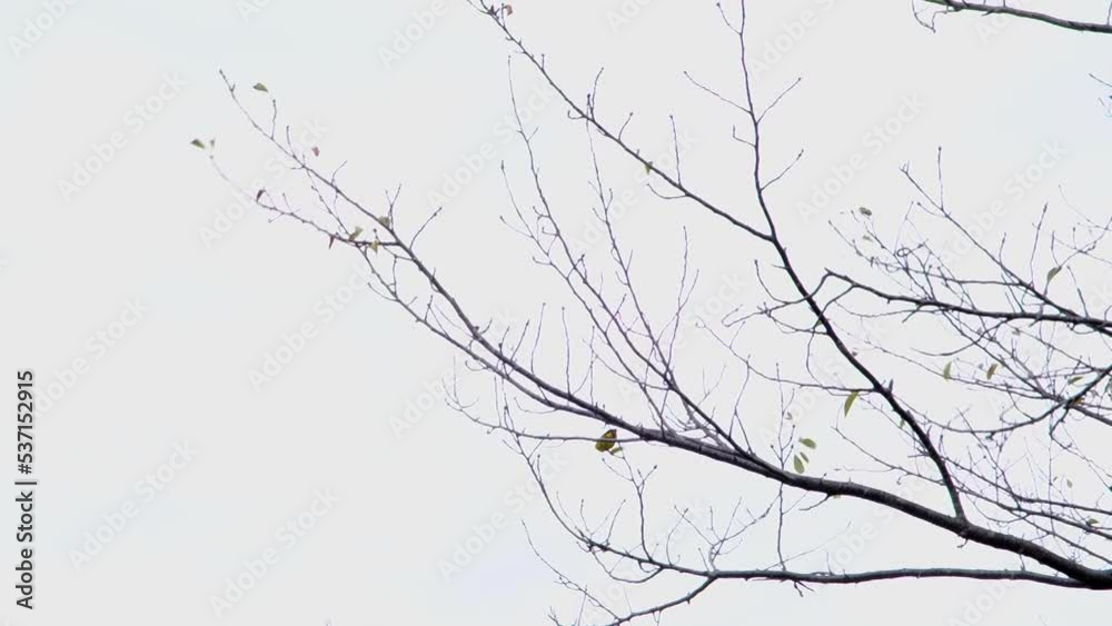 秋 秋