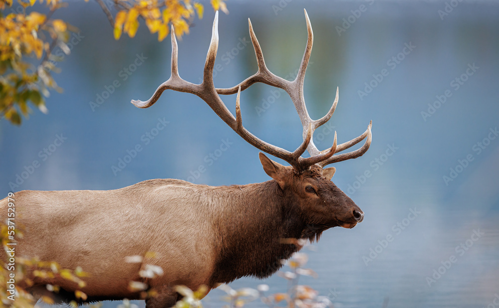 Fototapeta premium A headshot of a bull elk standing along the water's edge 