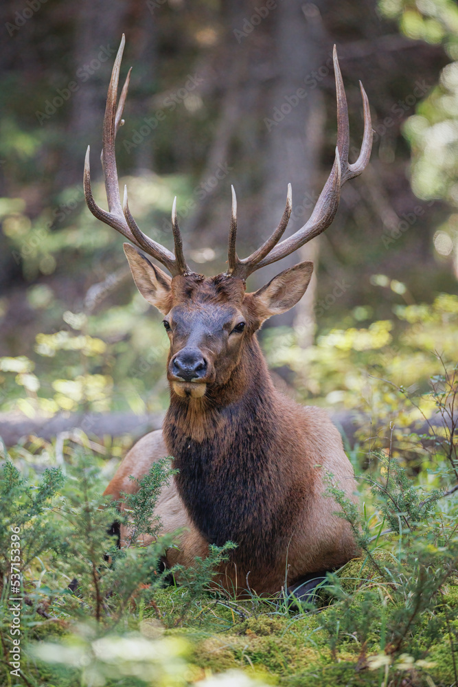 Fototapeta premium Bull elk laying down in the trees 
