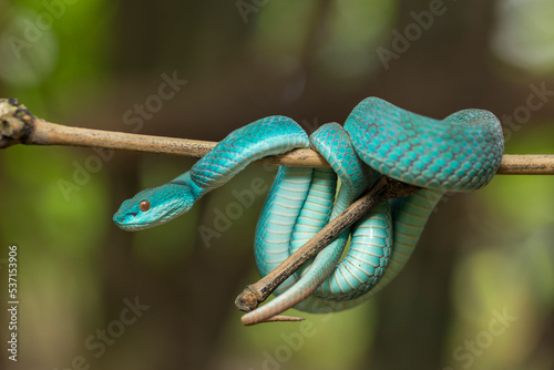 Blue Insularis snake (Trimeresurus Insularis) White-lipped Island Pit Viper hanging on a branch photo