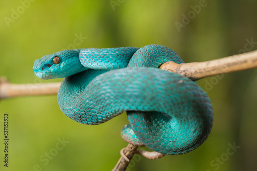 Blue Insularis snake (Trimeresurus Insularis) White-lipped Island Pit Viper hanging on a branch photo