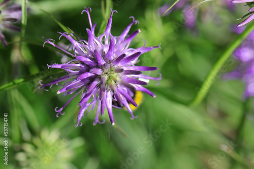 Nahaufnahme einer Blüte der Naturheilpflanze Teufelskralle - mit Textfreiraum