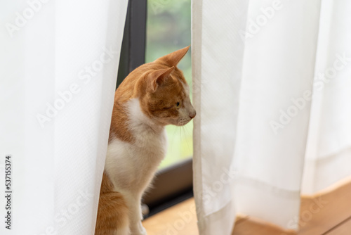 窓辺の猫 茶トラ白