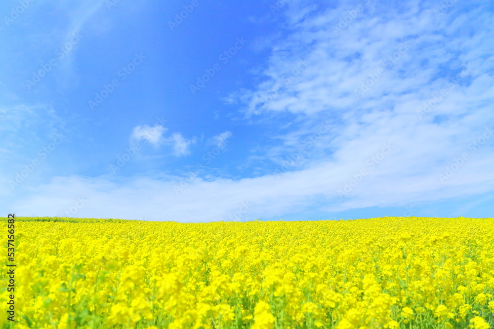 Natural landscape, Landscape, Field