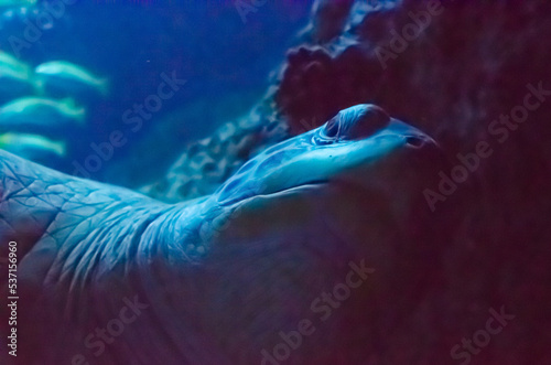 Kopf einer Riesenmeereschildkröte von unten