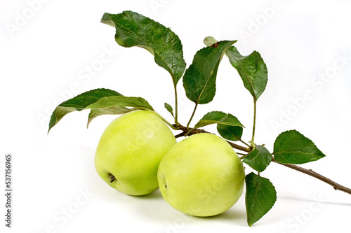 Green apples with a branch and leaves on a white background.