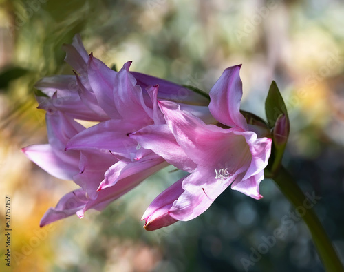 Pink Crinum Lily in bloom.