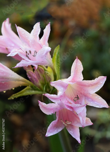 Pink Crinum Lily in bloom.