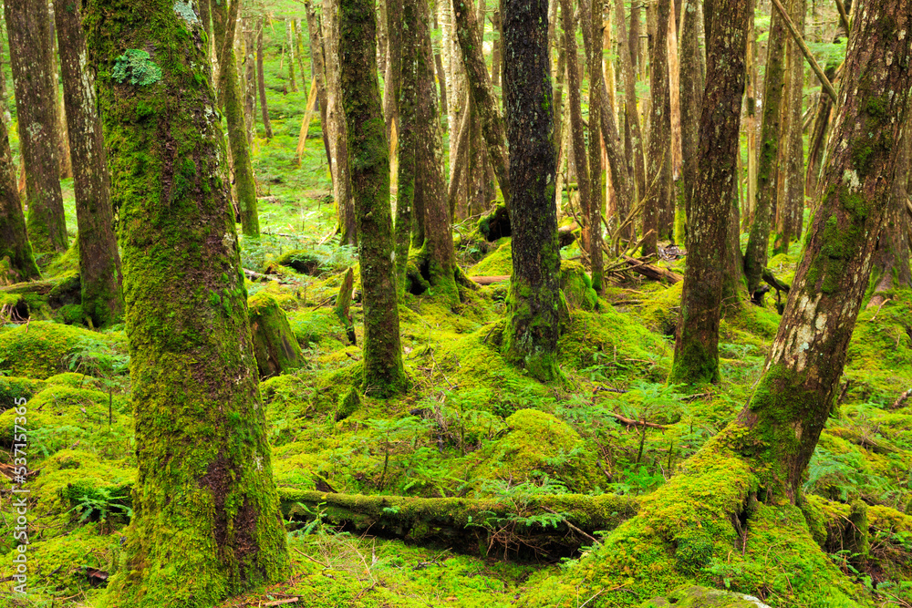 Fototapeta premium moss on a tree in the forest