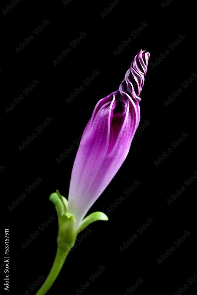 Naklejka premium 西洋アサガオの蕾 Ipomoea tricolor