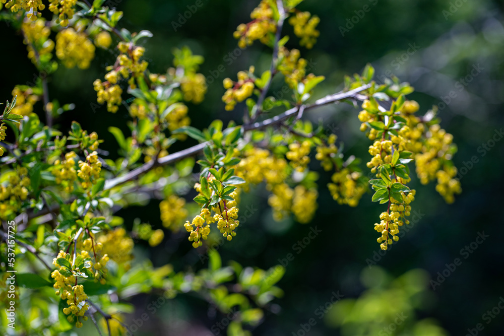 Berberis vulgaris flower growing in meadow, close up Berberis vulgaris flower growing in meadow, close up