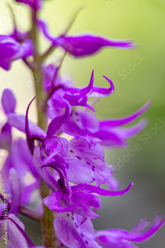 Orchis mascula flower growing in meadow, close up 