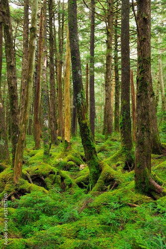 moss on a tree in the forest