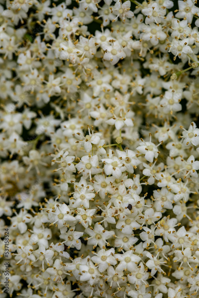 Sambucus nigra growing in meadow, close up	