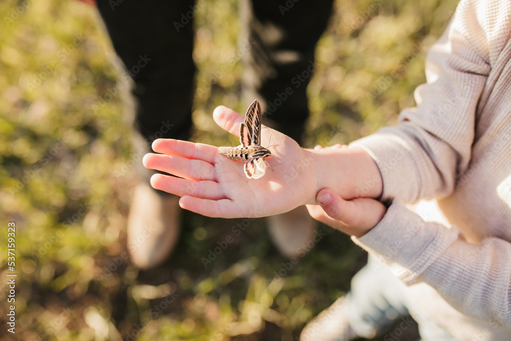 Fototapeta premium hand holding a moth