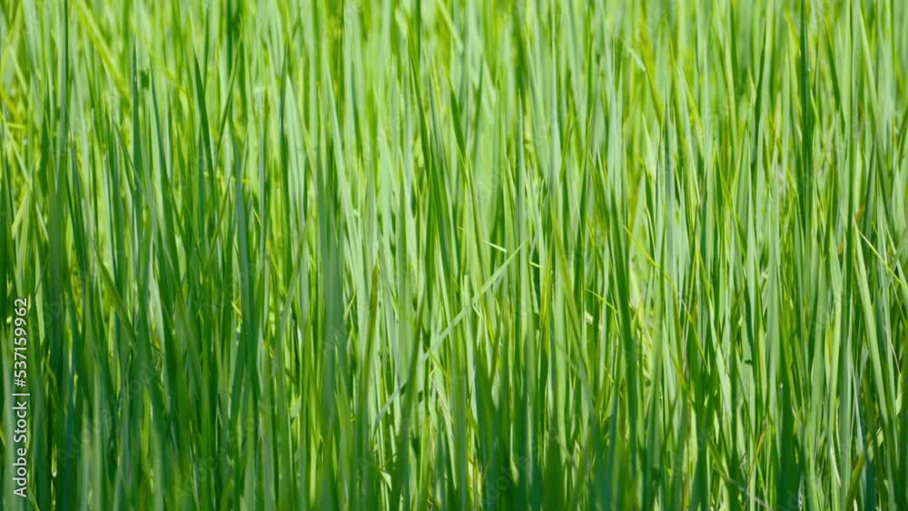 Closeup The leaves are growing all green into a beautiful field. Closeup The leaves are growing all green into a beautiful field.