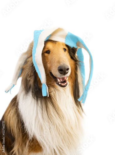 collie dog with light blue and white harlequin hat photo