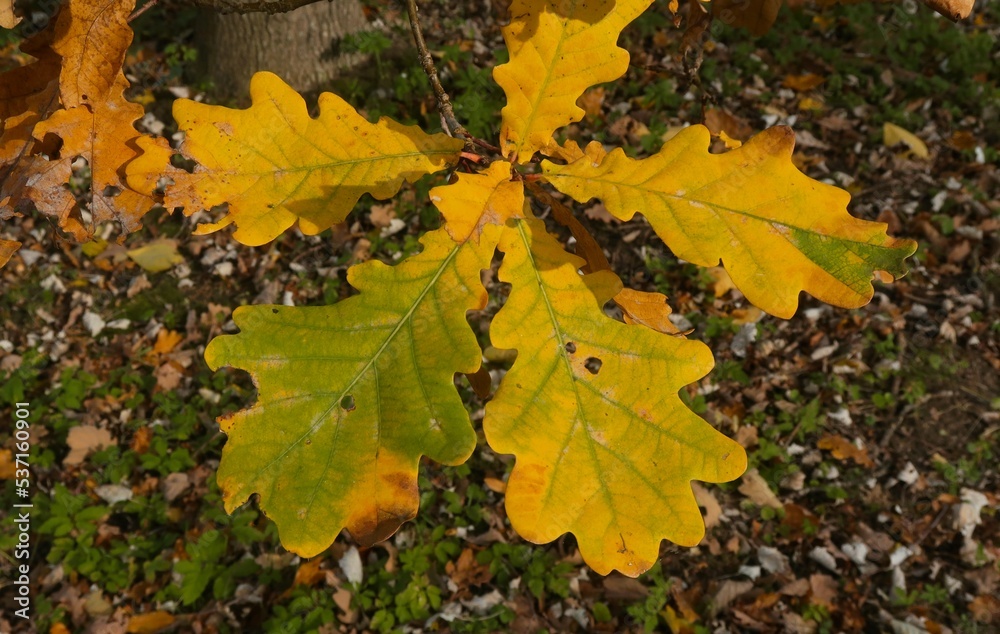 maple leaves maple leaves