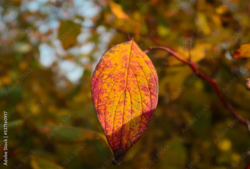 leaves leaves