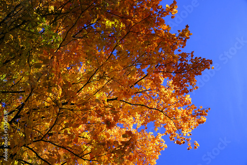 Brightly coloured leaves of a black maple in early fall backed by blue sky photo