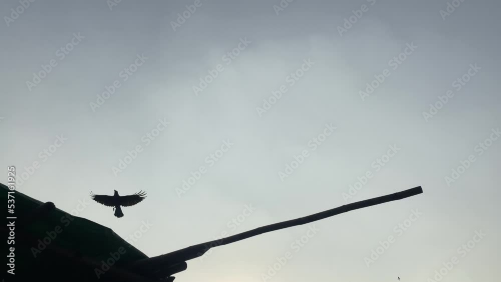 Birds flying and flapping over canopy shed. Silhouette low angle looking up view Birds flying and flapping over canopy shed. Silhouette low angle looking up view