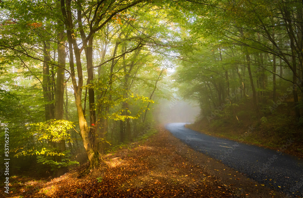 Fototapeta premium Foggy forest in autumn season.